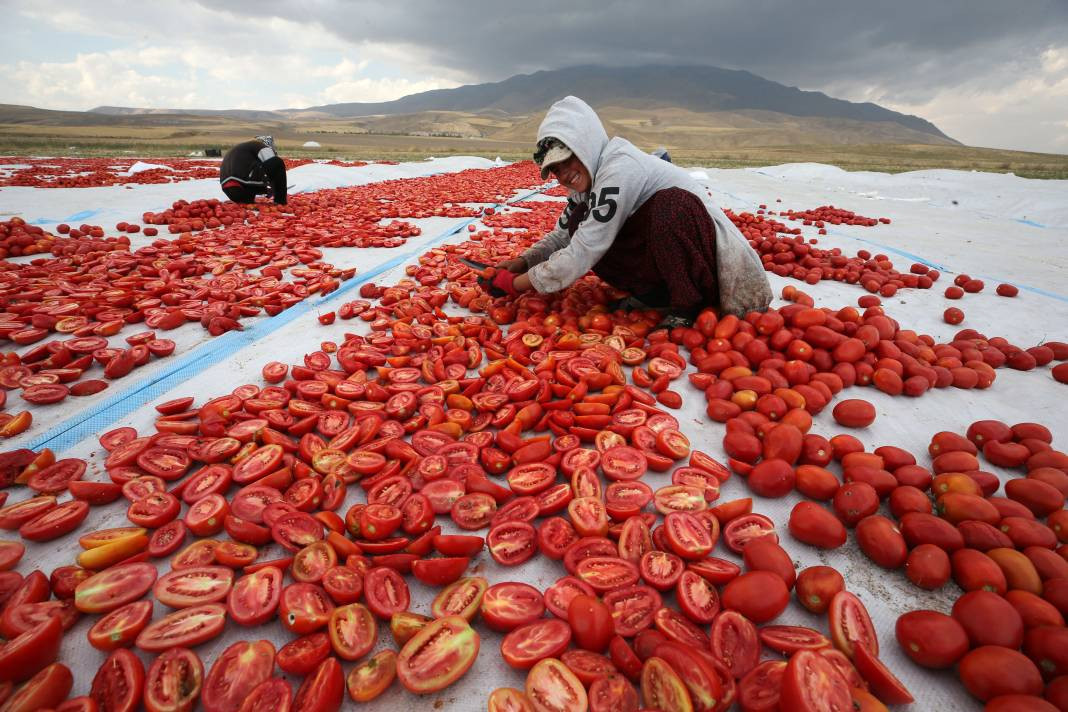 Süphan Dağı’nda yetişiyor 12 kilodan 1 kilo çıkıyor. Türkler 1 kilo bile alamıyor - Resim: 17
